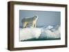 Polar Bear on Iceberg, Hudson Bay, Nunavut, Canada-Paul Souders-Framed Photographic Print