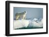 Polar Bear on Iceberg, Hudson Bay, Nunavut, Canada-Paul Souders-Framed Photographic Print