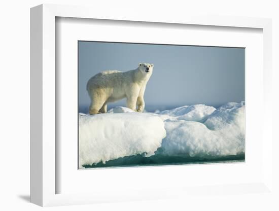 Polar Bear on Iceberg, Hudson Bay, Nunavut, Canada-Paul Souders-Framed Photographic Print