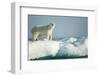 Polar Bear on Iceberg, Hudson Bay, Nunavut, Canada-Paul Souders-Framed Photographic Print