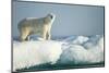 Polar Bear on Iceberg, Hudson Bay, Nunavut, Canada-Paul Souders-Mounted Photographic Print