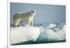 Polar Bear on Iceberg, Hudson Bay, Nunavut, Canada-Paul Souders-Framed Photographic Print