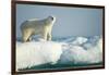 Polar Bear on Iceberg, Hudson Bay, Nunavut, Canada-Paul Souders-Framed Photographic Print