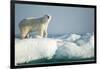 Polar Bear on Iceberg, Hudson Bay, Nunavut, Canada-Paul Souders-Framed Photographic Print