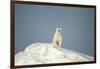 Polar Bear on Iceberg, Hudson Bay, Nunavut, Canada-Paul Souders-Framed Photographic Print