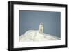 Polar Bear on Iceberg, Hudson Bay, Nunavut, Canada-Paul Souders-Framed Photographic Print