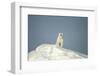 Polar Bear on Iceberg, Hudson Bay, Nunavut, Canada-Paul Souders-Framed Photographic Print