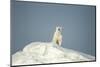 Polar Bear on Iceberg, Hudson Bay, Nunavut, Canada-Paul Souders-Mounted Photographic Print