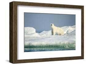 Polar Bear on Iceberg, Hudson Bay, Nunavut, Canada-Paul Souders-Framed Photographic Print