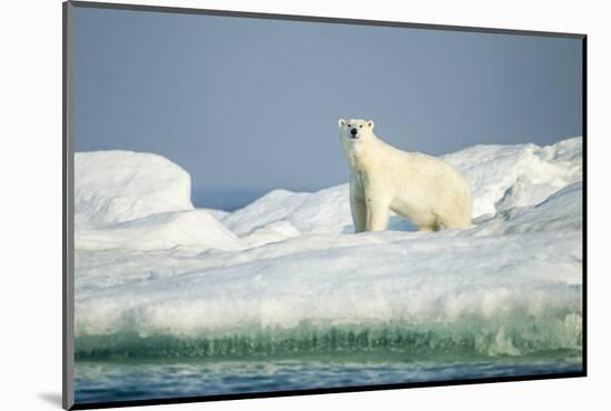 Polar Bear on Iceberg, Hudson Bay, Nunavut, Canada-Paul Souders-Mounted Photographic Print