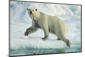 Polar Bear on Iceberg, Hudson Bay, Nunavut, Canada-Paul Souders-Mounted Photographic Print