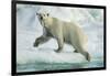 Polar Bear on Iceberg, Hudson Bay, Nunavut, Canada-Paul Souders-Framed Photographic Print