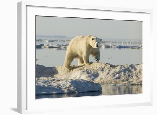 Polar Bear on Iceberg, Hudson Bay, Nunavut, Canada-Paul Souders-Framed Photographic Print