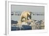 Polar Bear on Iceberg, Hudson Bay, Nunavut, Canada-Paul Souders-Framed Photographic Print