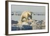 Polar Bear on Iceberg, Hudson Bay, Nunavut, Canada-Paul Souders-Framed Photographic Print