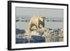 Polar Bear on Iceberg, Hudson Bay, Nunavut, Canada-Paul Souders-Framed Photographic Print