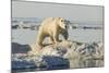 Polar Bear on Iceberg, Hudson Bay, Nunavut, Canada-Paul Souders-Mounted Photographic Print