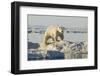 Polar Bear on Iceberg, Hudson Bay, Nunavut, Canada-Paul Souders-Framed Photographic Print