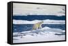 Polar Bear on Iceberg in Svalbard Islands-Paul Souders-Framed Stretched Canvas