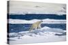 Polar Bear on Iceberg in Svalbard Islands-Paul Souders-Stretched Canvas