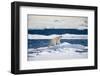 Polar Bear on Iceberg in Svalbard Islands-Paul Souders-Framed Photographic Print