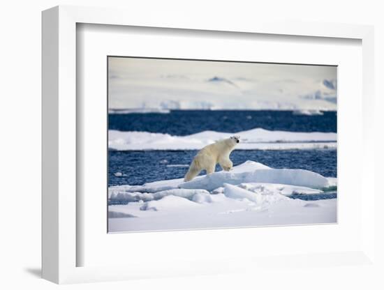 Polar Bear on Iceberg in Svalbard Islands-Paul Souders-Framed Photographic Print