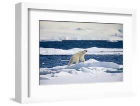 Polar Bear on Iceberg in Svalbard Islands-Paul Souders-Framed Photographic Print