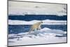 Polar Bear on Iceberg in Svalbard Islands-Paul Souders-Mounted Photographic Print