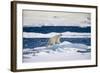 Polar Bear on Iceberg in Svalbard Islands-Paul Souders-Framed Photographic Print