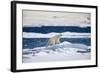 Polar Bear on Iceberg in Svalbard Islands-Paul Souders-Framed Photographic Print