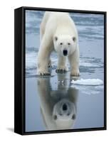 Polar Bear on melting ice, Svalbard, Norway-Paul Souders-Framed Stretched Canvas