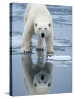 Polar Bear on melting ice, Svalbard, Norway-Paul Souders-Stretched Canvas