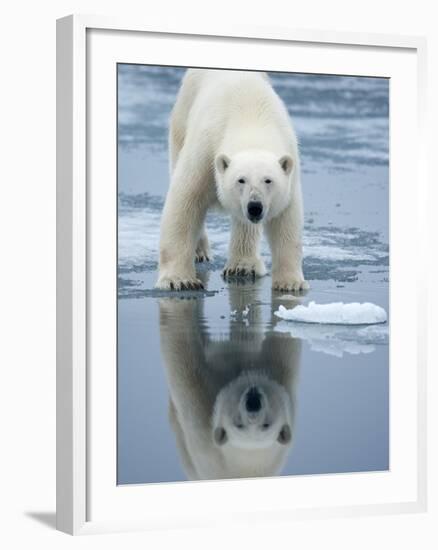 Polar Bear on melting ice, Svalbard, Norway-Paul Souders-Framed Photographic Print