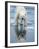 Polar Bear on melting ice, Svalbard, Norway-Paul Souders-Framed Photographic Print