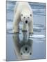 Polar Bear on melting ice, Svalbard, Norway-Paul Souders-Mounted Photographic Print