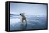 Polar Bear on Melting Ice-null-Framed Stretched Canvas