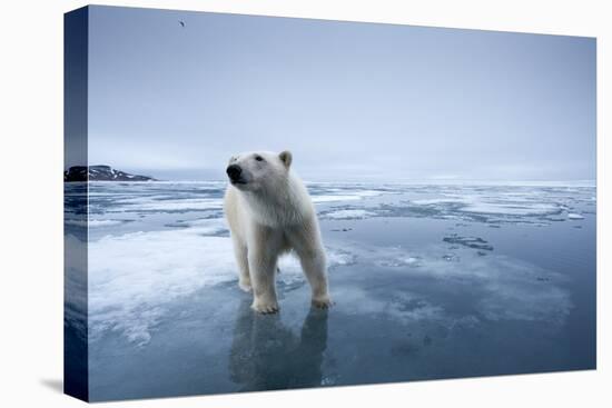 Polar Bear on Melting Ice-null-Stretched Canvas