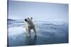 Polar Bear on Melting Ice-null-Stretched Canvas