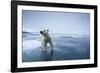 Polar Bear on Melting Ice-null-Framed Photographic Print