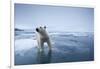 Polar Bear on Melting Ice-null-Framed Photographic Print