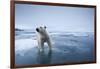 Polar Bear on Melting Ice-null-Framed Photographic Print