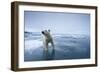 Polar Bear on Melting Ice-null-Framed Photographic Print