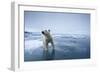 Polar Bear on Melting Ice-null-Framed Photographic Print