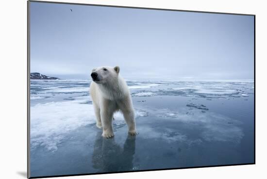 Polar Bear on Melting Ice-null-Mounted Photographic Print