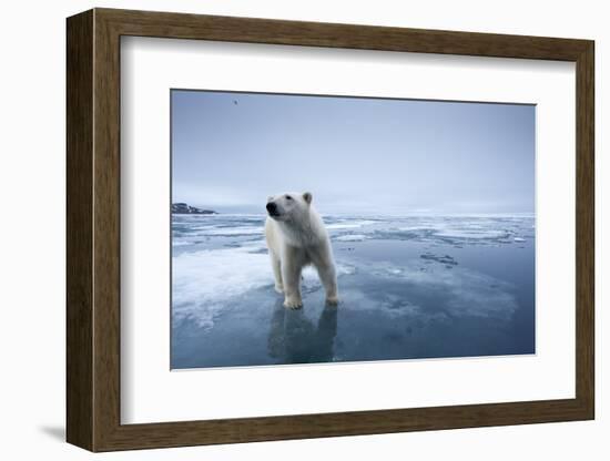 Polar Bear on Melting Ice-null-Framed Photographic Print