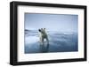 Polar Bear on Melting Ice-null-Framed Photographic Print