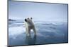 Polar Bear on Melting Ice-null-Mounted Photographic Print