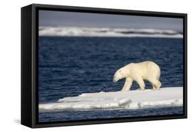 Polar Bear on Melting Pack Ice at Spitsbergen-Paul Souders-Framed Stretched Canvas