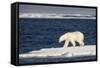 Polar Bear on Melting Pack Ice at Spitsbergen-Paul Souders-Framed Stretched Canvas