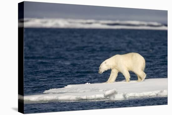 Polar Bear on Melting Pack Ice at Spitsbergen-Paul Souders-Stretched Canvas